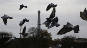 31/03/2058 : Le pigeon parisien est de retour