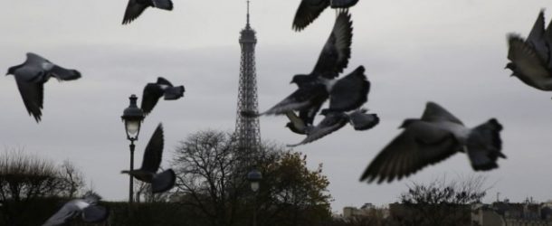 31/03/2058 : Le pigeon parisien est de retour