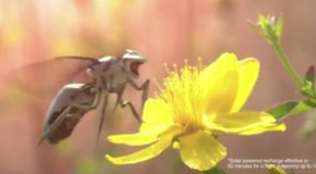 Robobees.info : La nouvelle option de l’industrie des pesticides – RP