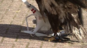 Voilà comment, en plein vol, des aigles bien entraînés abattent des drones | Diyphotography.net – RP