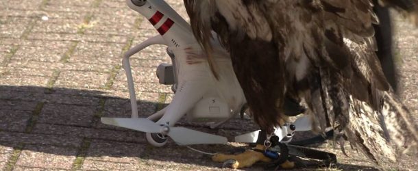 Voilà comment, en plein vol, des aigles bien entraînés abattent des drones | Diyphotography.net – RP