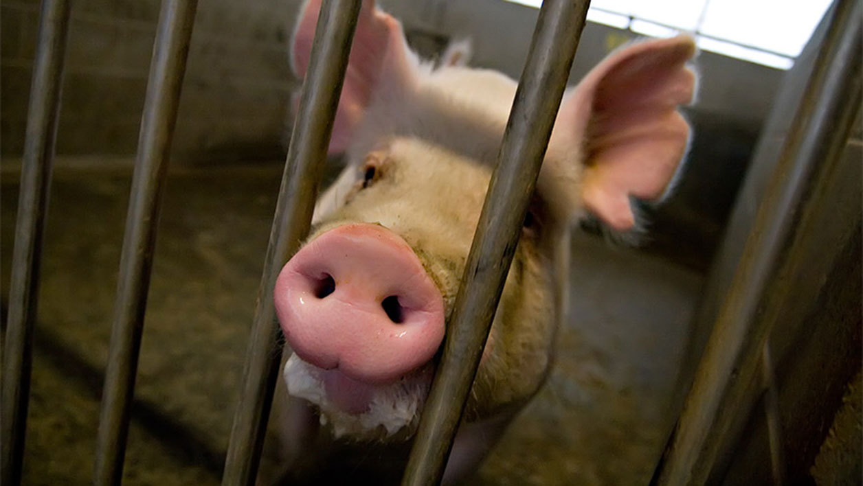 Des embryons cochon-humain pour faire pousser des organes | Bfmtv.com