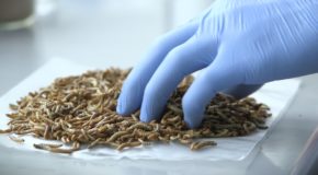 12/09/2067 : L’industrie des insectes mutants, un danger pour les écosystèmes ?