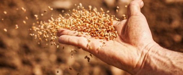 L’Union Européenne autorise la vente des semences paysannes | Positivr