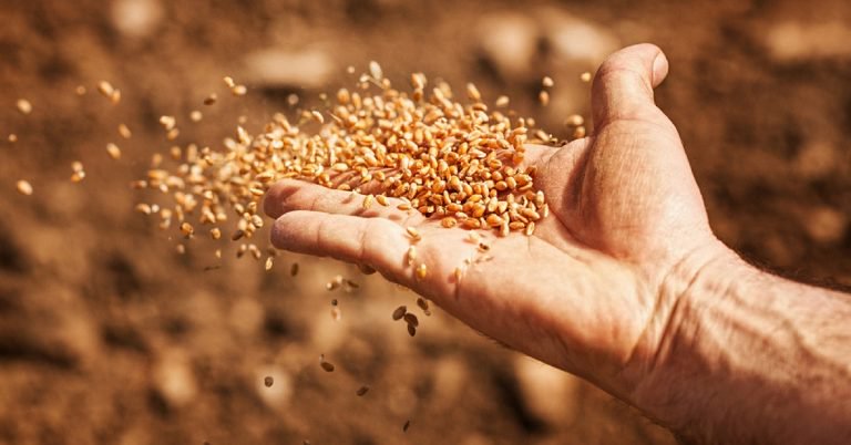 L’Union Européenne autorise la vente des semences paysannes | Positivr