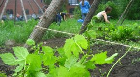 L’agriculture urbaine, un modèle agricole pas comme les autres – RP