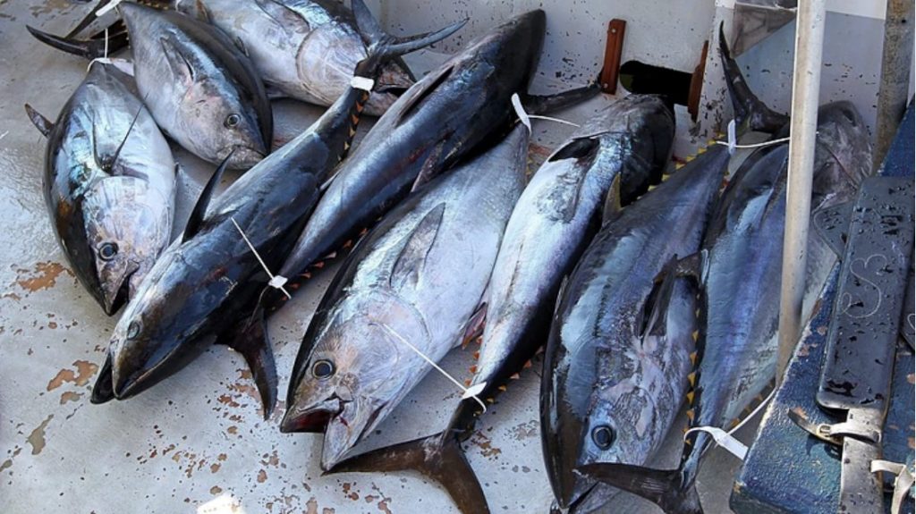 Gestion des stocks de poisson : une stratégie régionale enfin mise en place | 10/05/2049 | L&rsquo;Observatoire Océanien de Prospective