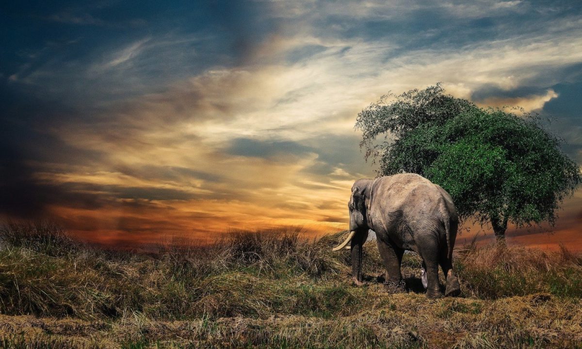 Le dernier éléphant naturel d&rsquo;Afrique vient de s&rsquo;éteindre en Tanzanie | 22/06/2020
