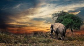 Le dernier éléphant naturel d’Afrique vient de s’éteindre en Tanzanie | 22/06/2020