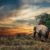 Le dernier éléphant naturel d’Afrique vient de s’éteindre en Tanzanie | 22/06/2020