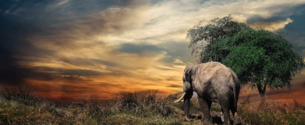 Le dernier éléphant naturel d’Afrique vient de s’éteindre en Tanzanie | 22/06/2020